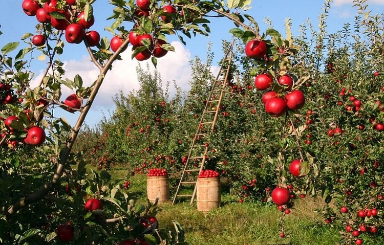 Kebun buah apel, Sumber : pixabay.com
